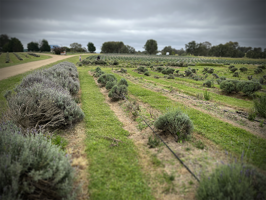 Collecting lavender for a funeral