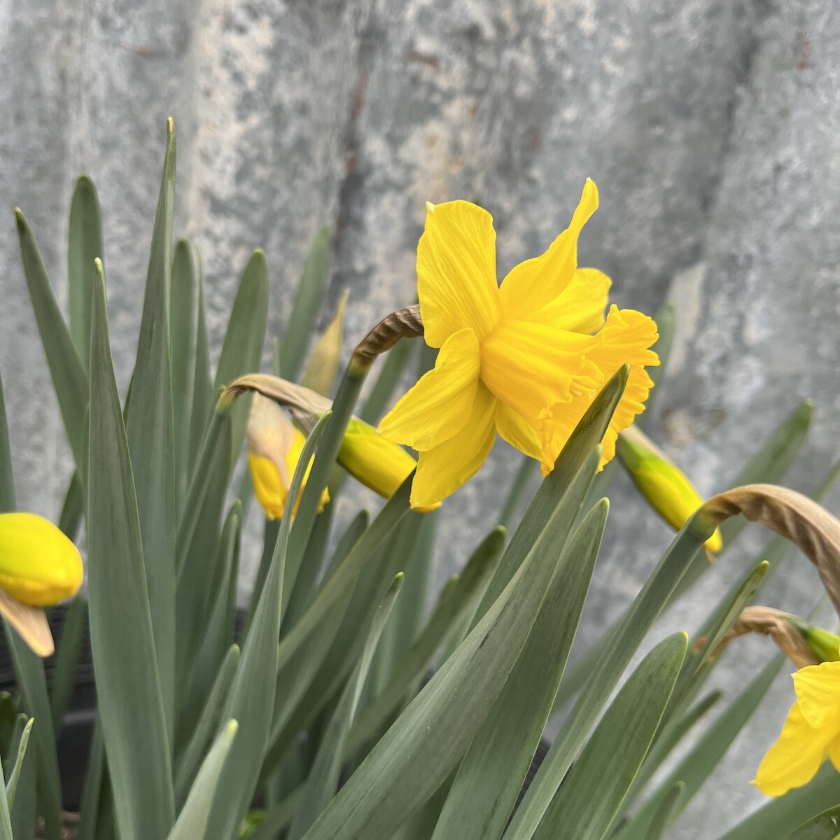 cremation-only-warwick Cremation Only Warwick